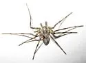 Rhysodromus mysticus