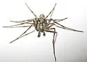 Rhysodromus mysticus - photo 2