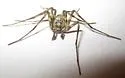 Rhysodromus mysticus - photo 3
