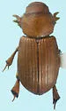 Rhysothorax rufus - Rhysothorax rufus