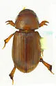 Rhysothorax rufus - photo 2