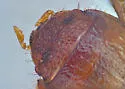 Rhysothorax rufus - photo 4