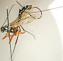 Rhyssa alaskensis