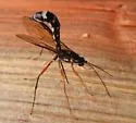 Rhyssa alaskensis - photo 2