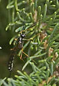 Rhyssa alaskensis - photo 4