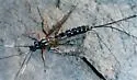 Rhyssa lineolata