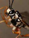 Rhyssa lineolata - photo 4