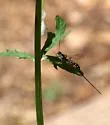 Rhyssa ponderosae