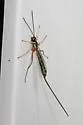 Rhyssella nitida - photo 2