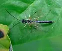 Rhyssella nitida - photo 4
