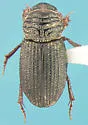 Rhyssemus puncticollis