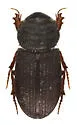 Rhyssemus sonatus