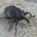 Rhyssomatus aequalis