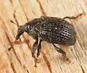 Rhyssomatus aequalis - photo 2