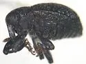 Rhyssomatus aequalis - photo 3