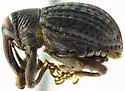 Rhyssomatus annectens - photo 2