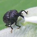 Milkweed Stem Weevil