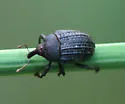 Milkweed Stem Weevil - photo 2