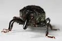 Milkweed Stem Weevil - photo 3