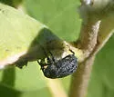 Milkweed Stem Weevil - photo 4