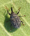 Milkweed Stem Weevil - photo 5