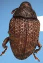 Rhyssomatus medialis