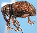 Rhyssomatus medialis - photo 2
