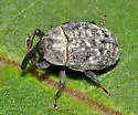 Rhyssomatus palmacollis