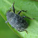 Rhyssomatus palmacollis - photo 2