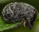 Rhyssomatus palmacollis - photo 4