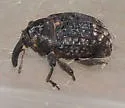 Rhyssomatus palmacollis - photo 5