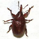 Rhyssomatus parvulus - Rhyssomatus parvulus