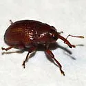 Rhyssomatus parvulus - photo 2