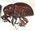 Rhyssomatus parvulus - photo 3