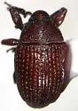 Rhyssomatus parvulus - photo 4