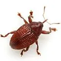 Rhyssomatus pruinosus