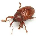 Rhyssomatus pruinosus - photo 2