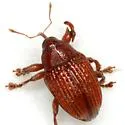 Rhyssomatus pruinosus - photo 3