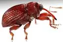Rhyssomatus pruinosus - photo 4
