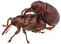 Rhyssomatus pruinosus - photo 5