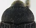 Rhyssomatus rugulipennis - photo 2