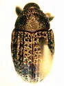 Rhyssomatus suspected-new