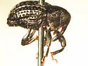 Rhyssomatus suspected-new - photo 3