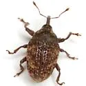 Rhyssomatus texanus - Rhyssomatus texanus