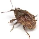 Rhyssomatus texanus - photo 2
