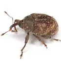 Rhyssomatus texanus - photo 3