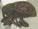 Rhyssomatus texanus - photo 4