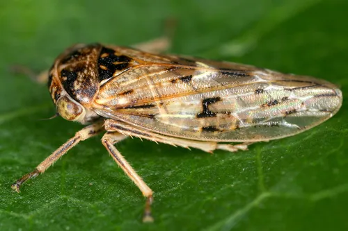 Rhytidodus decimaquartus - Rhytidodus decimaquartus