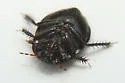 Rhytidoporus compactus