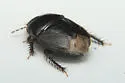 Rhytidoporus compactus - photo 2
